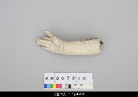 藏品(人形淨琉璃胳膊-右手)的圖片